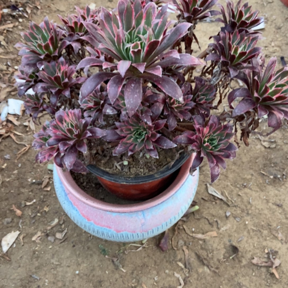 2号链接孔雀井法师