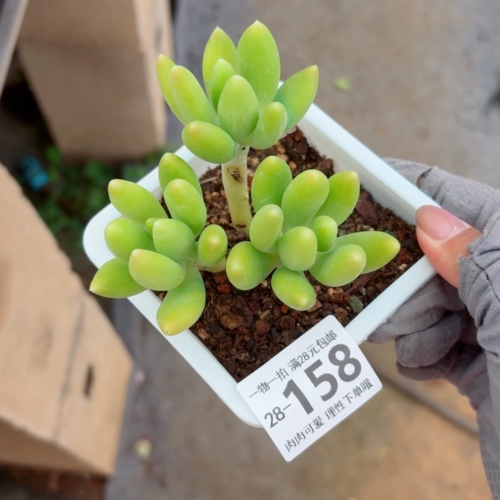 金蝉多肉多肉多肉植物多肉，