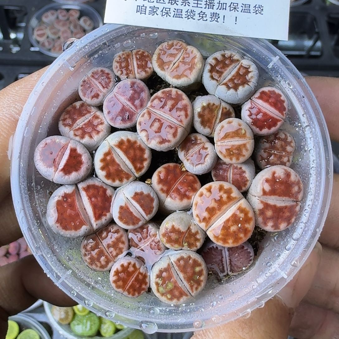 2055 哈哈哈哈哈哈哈哈