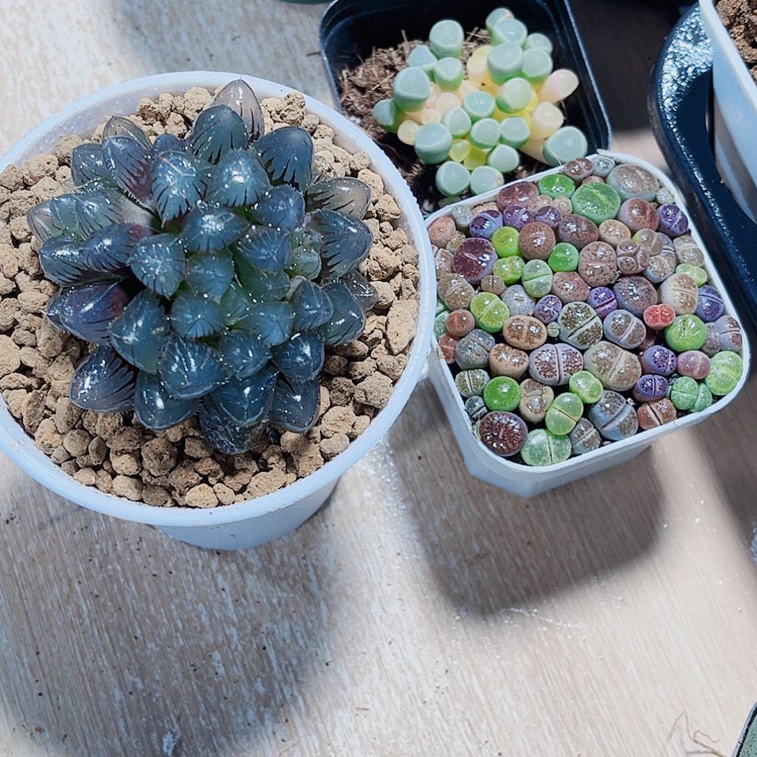 三颗肉肉都是精品