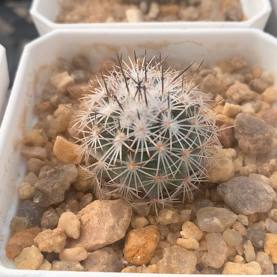 白狼玉实生仙人球3公分