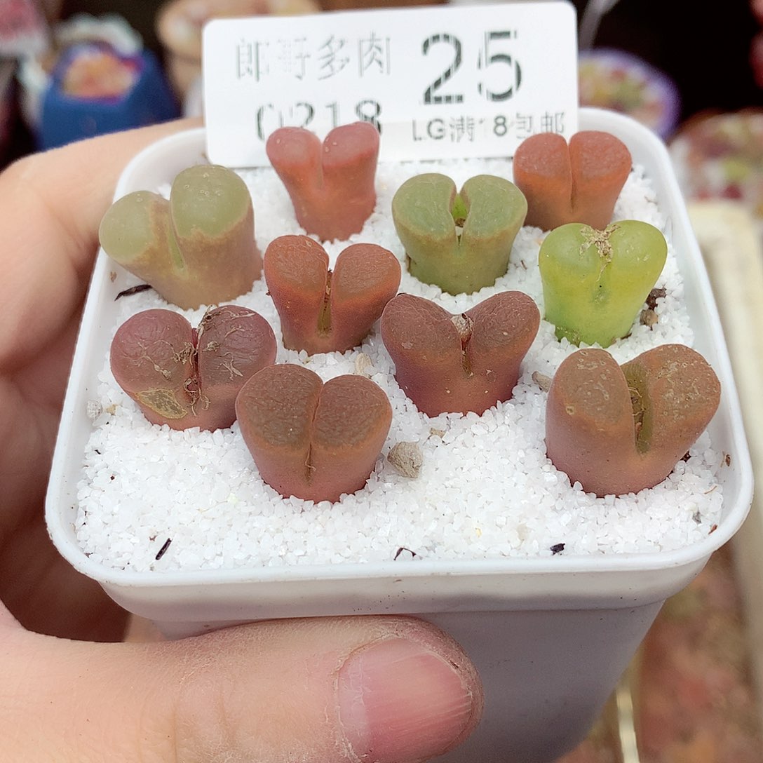 郎哥多肉生石花18-25