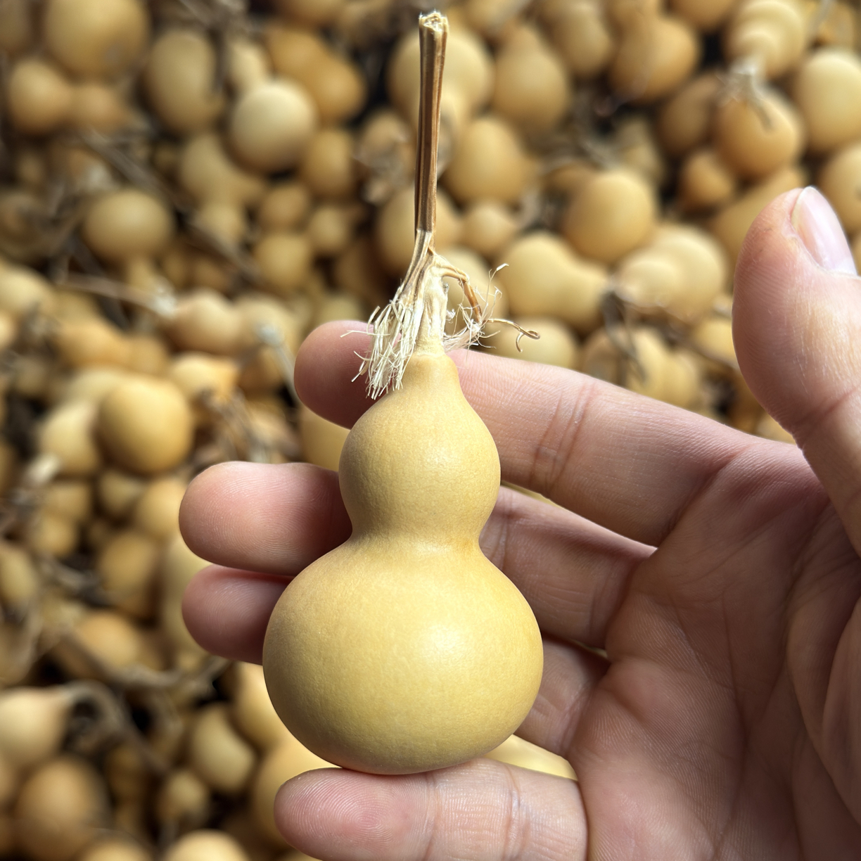 天然小葫芦一箱10个（不保龙头）