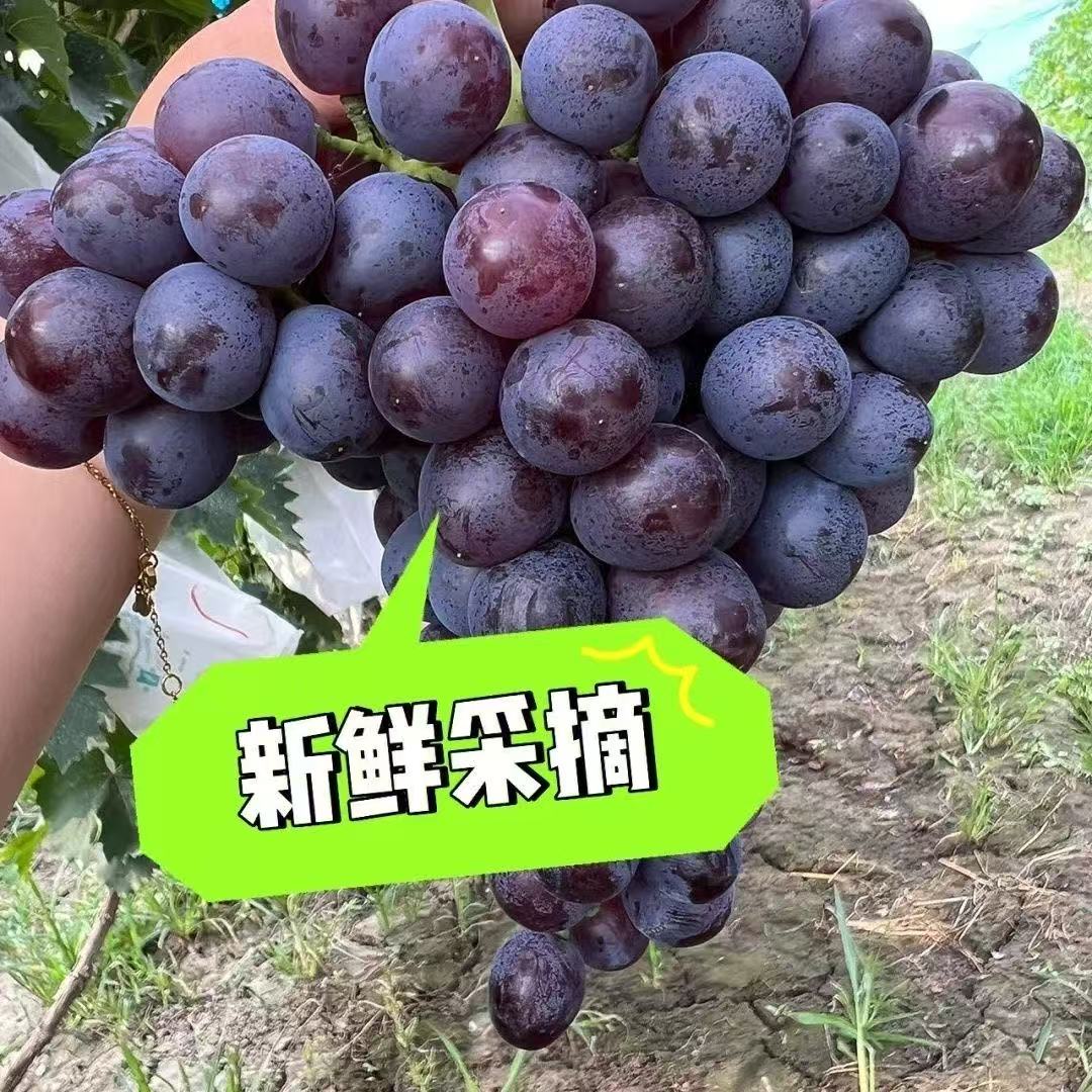 玫瑰香大泽山三山东头村金奖村玫瑰香葡萄现摘现发顺丰京东包邮整箱果园直发次日到达孕妇小孩水果山东省