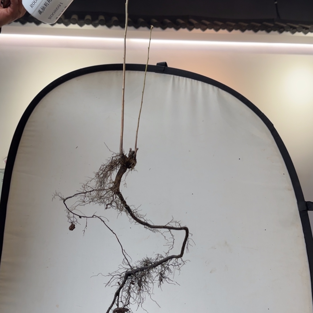 阳***光哈哈哈哈哈哈1627