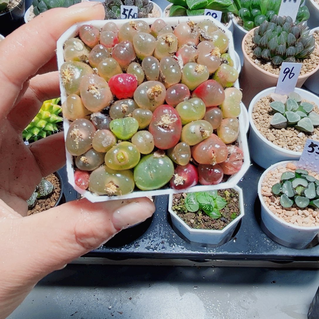 毛汉尼多肉植物66666