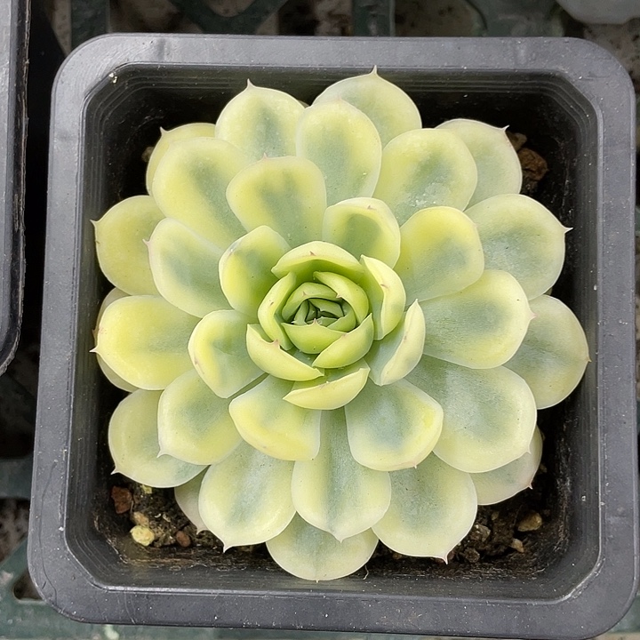 草莓冰锦福利一物一拍锦龙