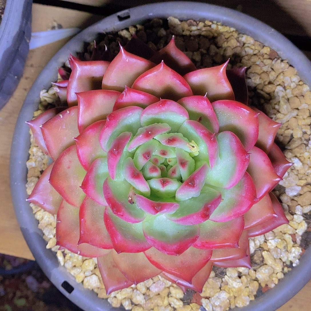 多肉植物红钻单头