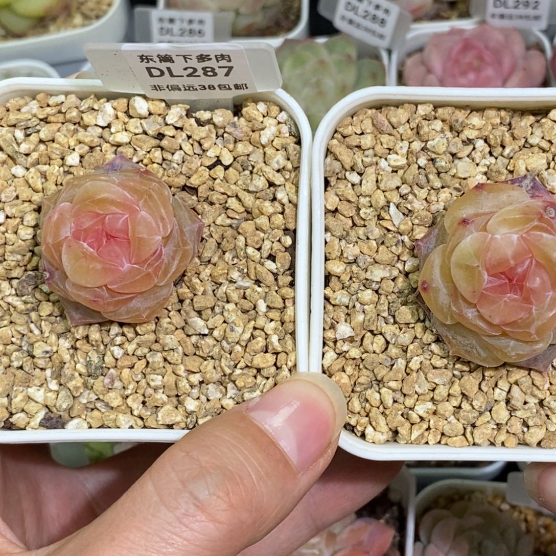 287两颗东篱下多肉植物