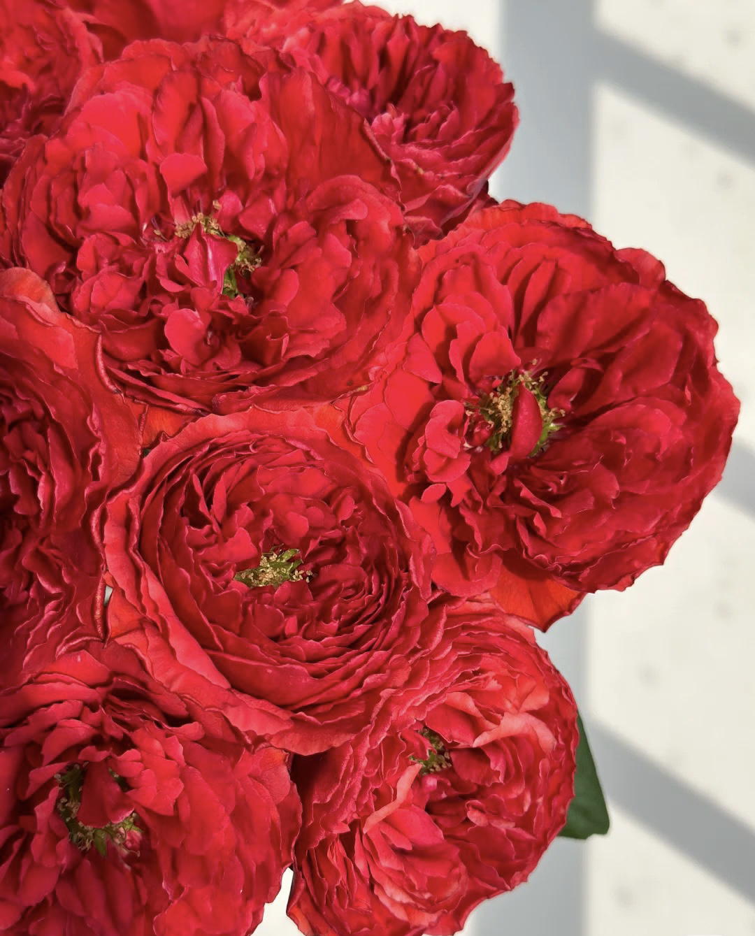 【10枝多头红重】全场任意两单顺丰包邮，一单需补邮费！