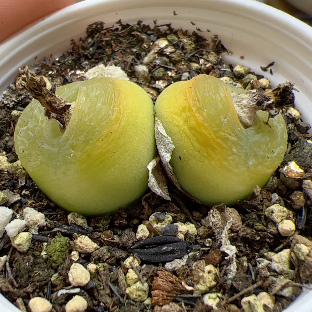 【闪购商品】363 双头黄毛