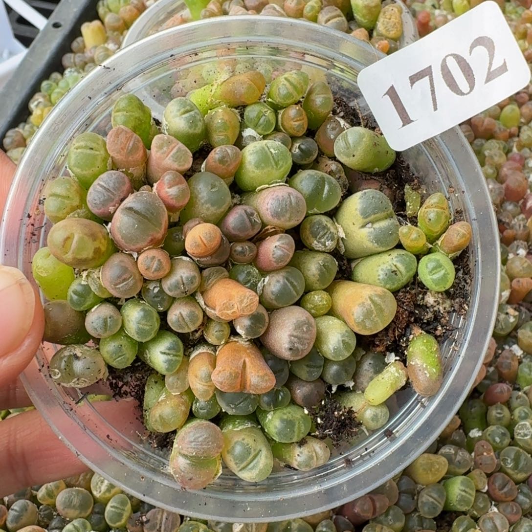 1702风铃玉1年的一盒