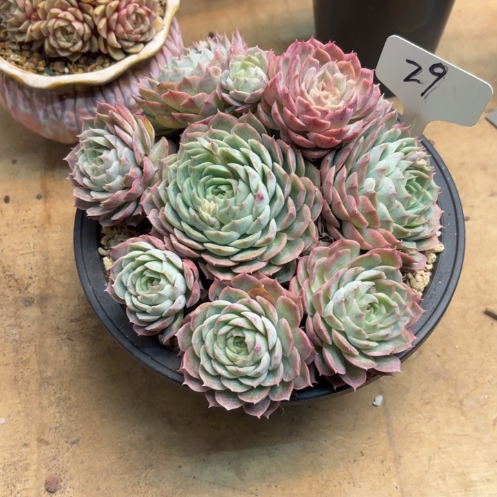 多肉植物，昂斯若29号