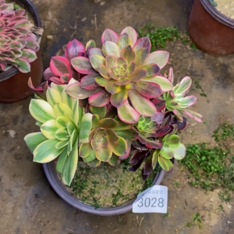 嫁接的彩树多肉植物3028