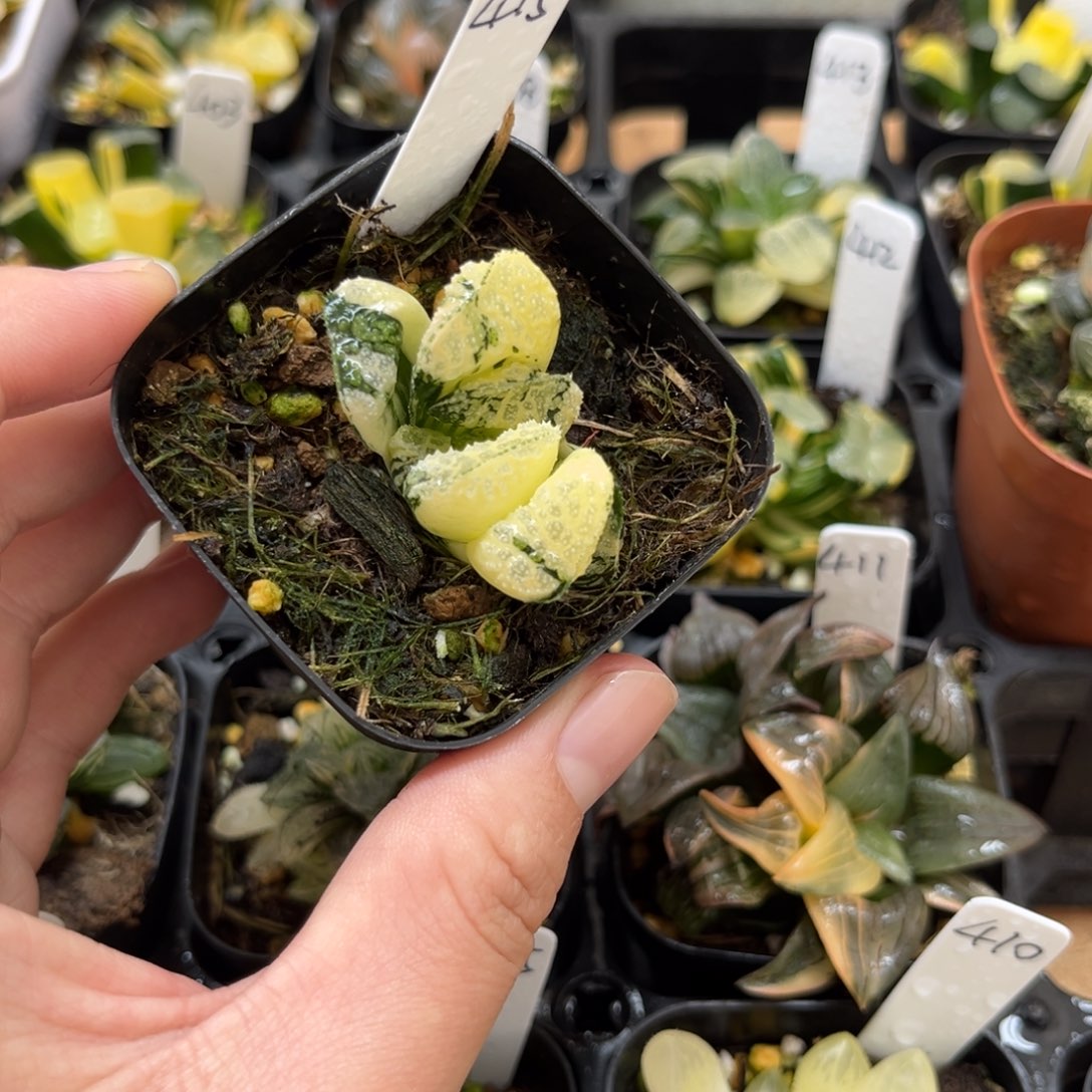 415紫禁城锦一物一拍