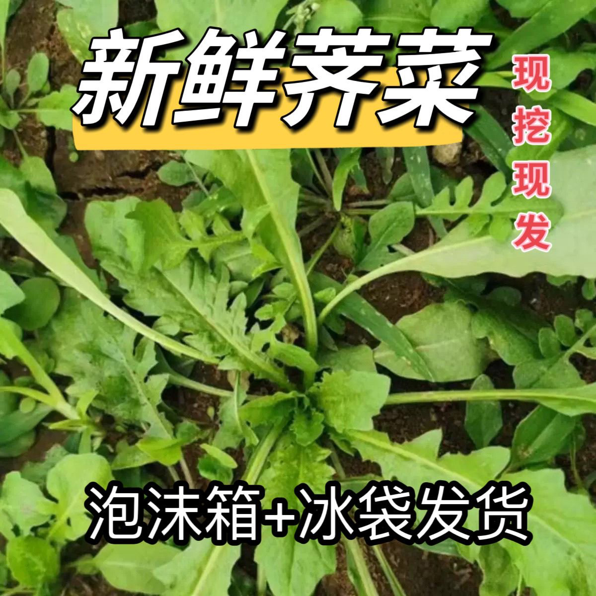 新鲜现挖大叶荠菜可做饺子馄饨馅火锅配菜野菜