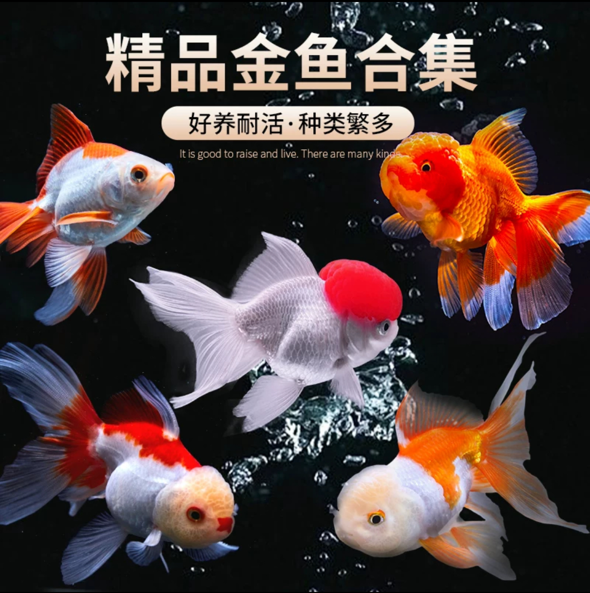 国粹冷水金鱼好养耐活观赏鱼“佳