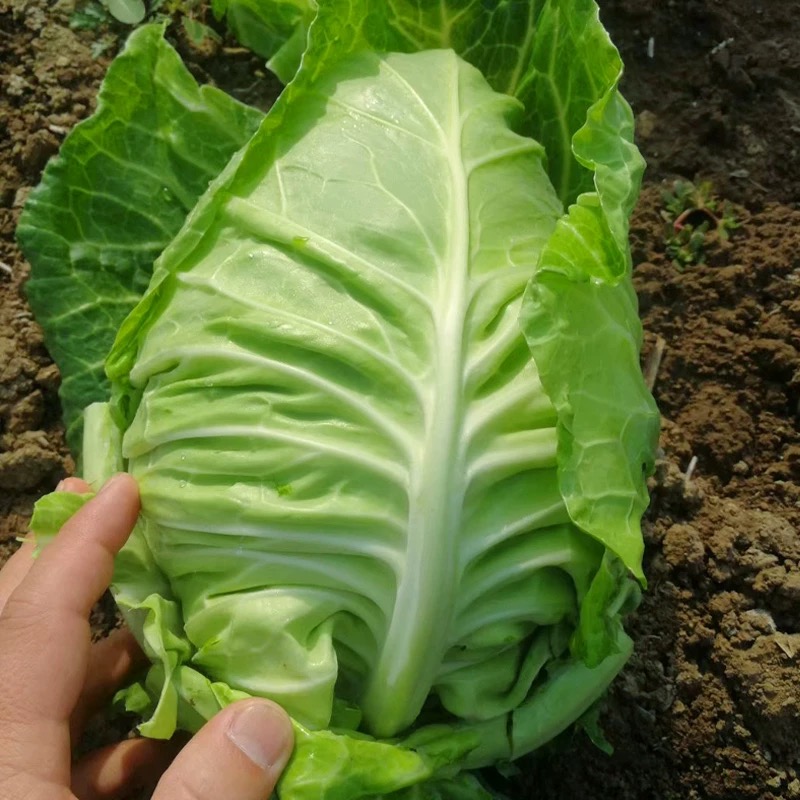 包菜500g甘蓝