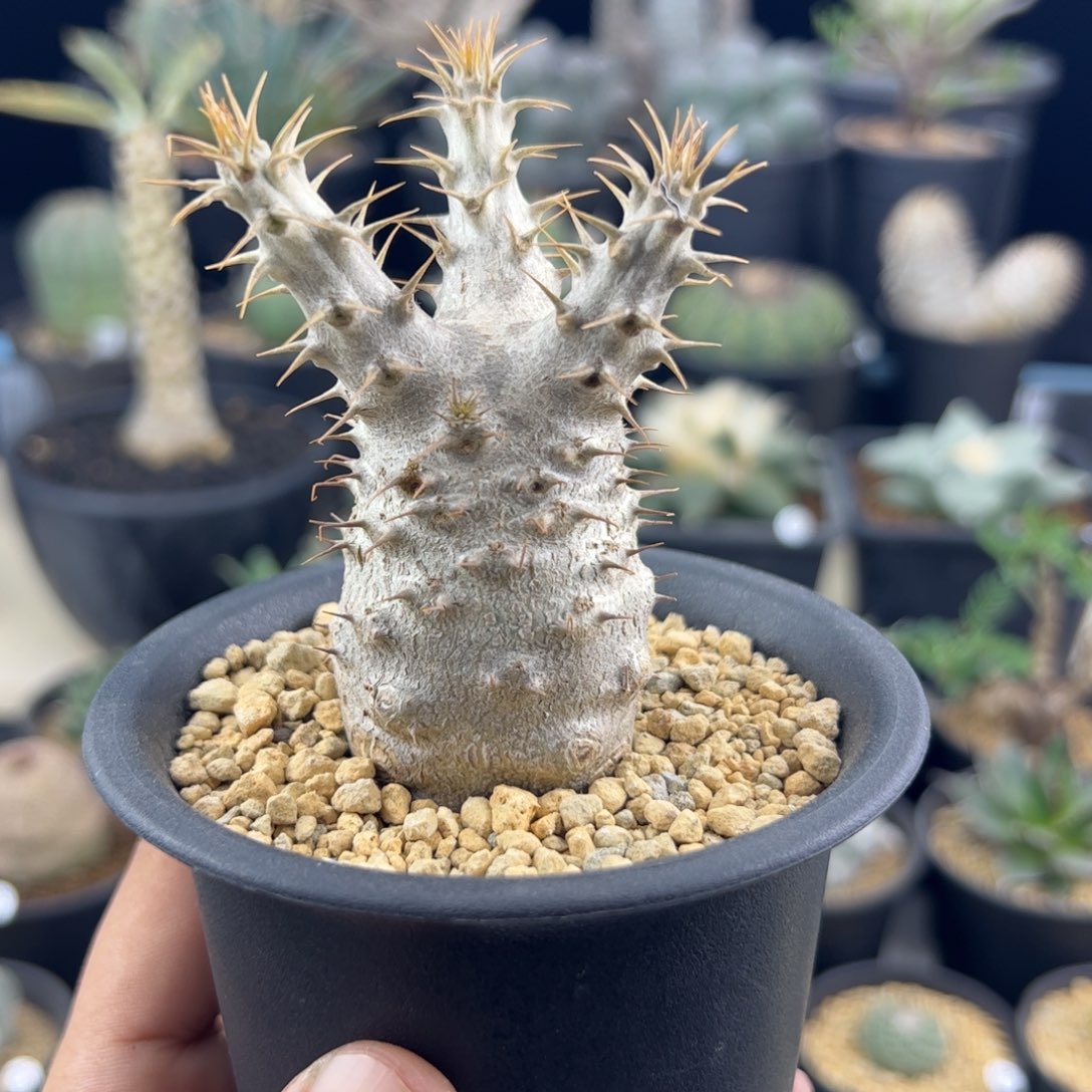 象牙宫种播实生一物一拍