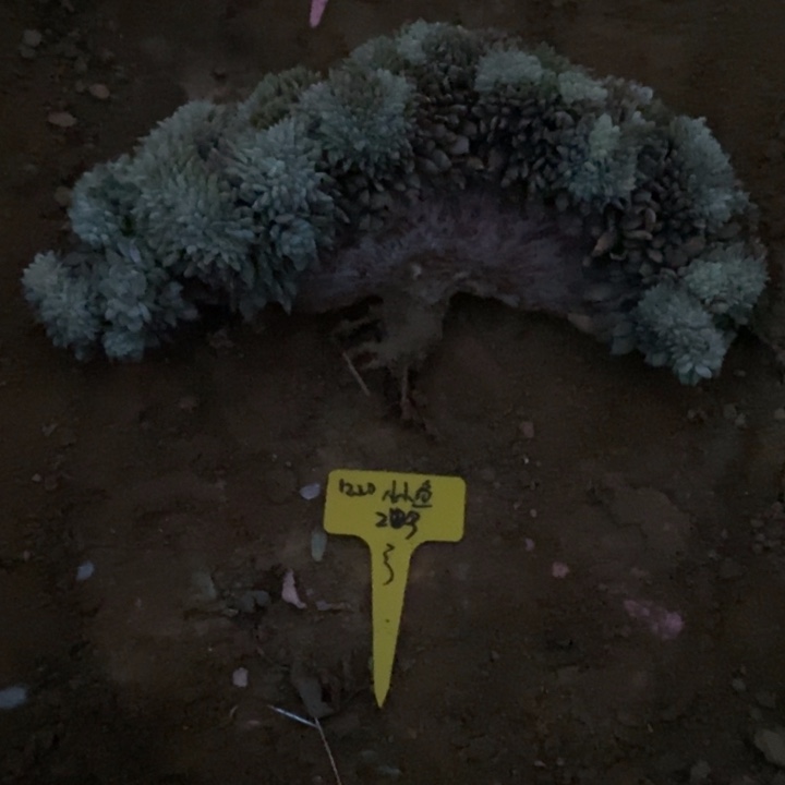 福多多花卉园艺星影