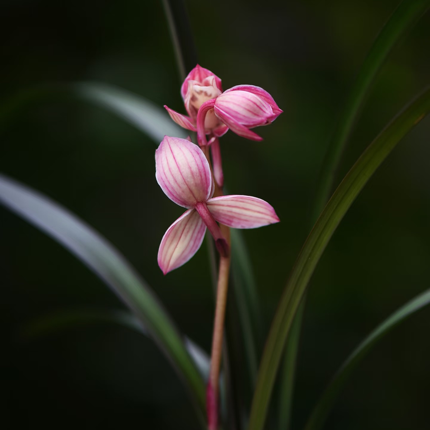 【花好月圆】兰花开花浓香室内好养易活