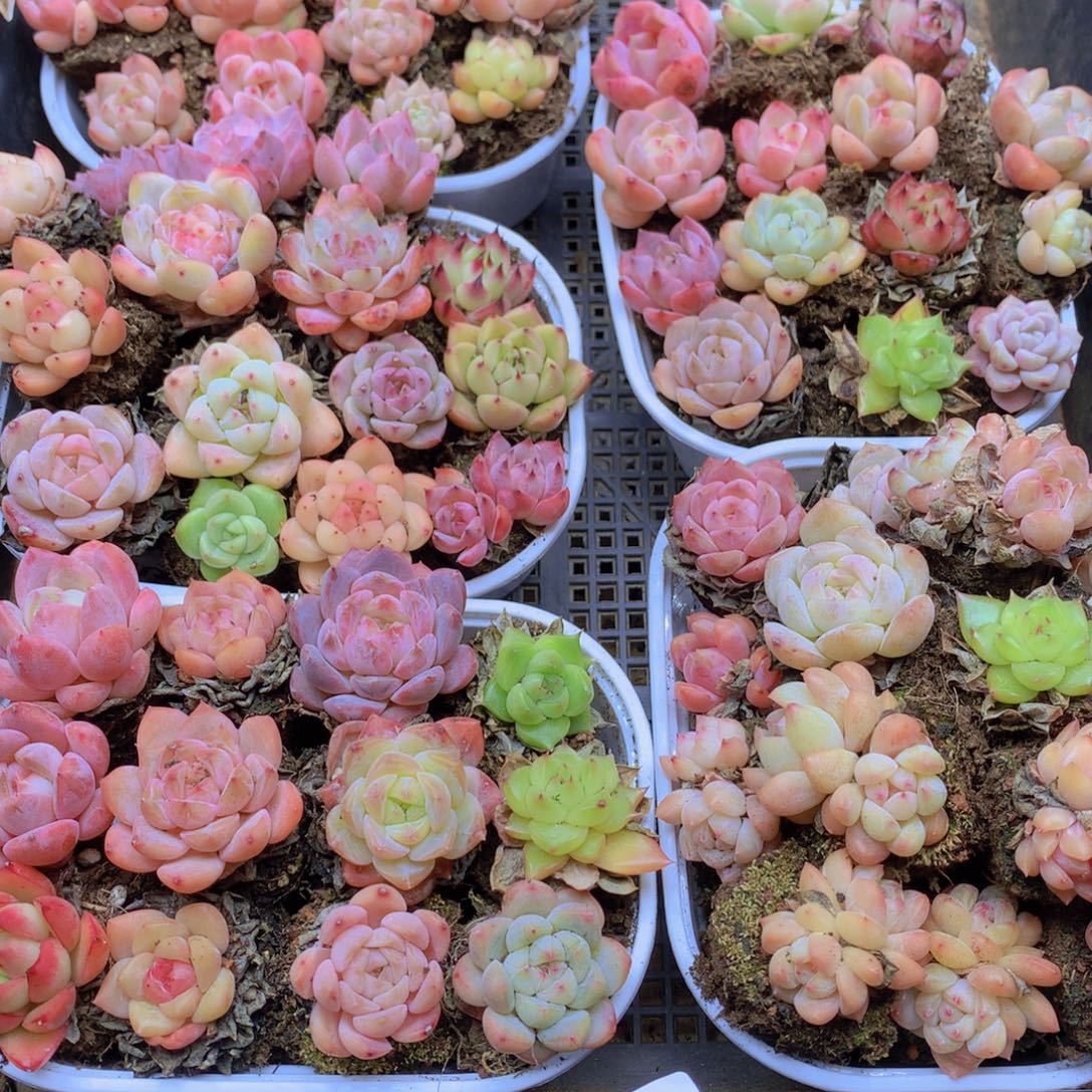 我也想要一个这样034