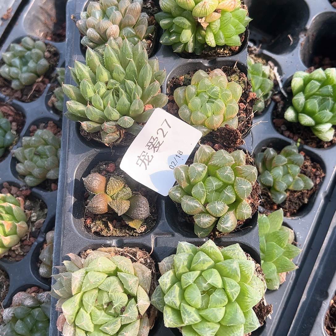 直播福利一物一拍27