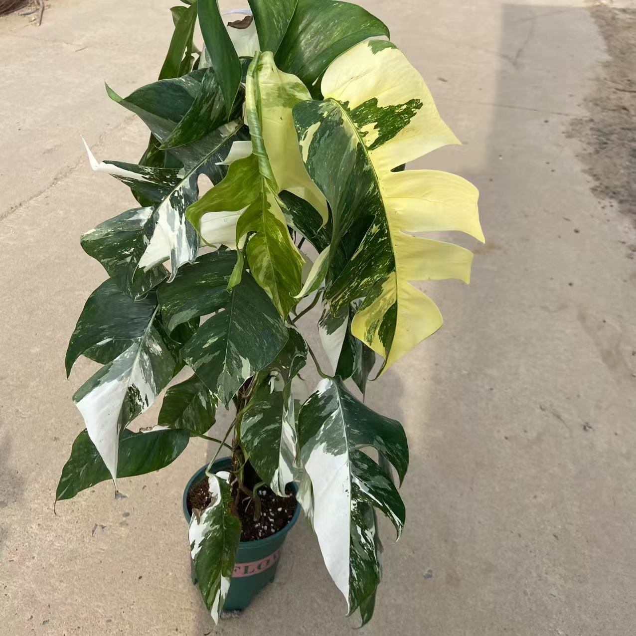 老桩开背白锦麒麟尾 室内爬藤热植 INS网红北欧风热带锦化植物