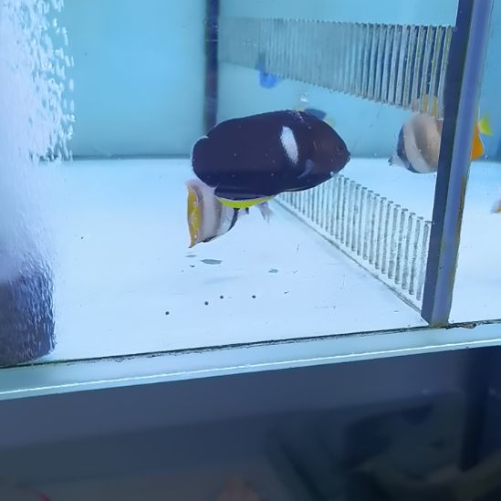 麻包蝶一条海水鱼