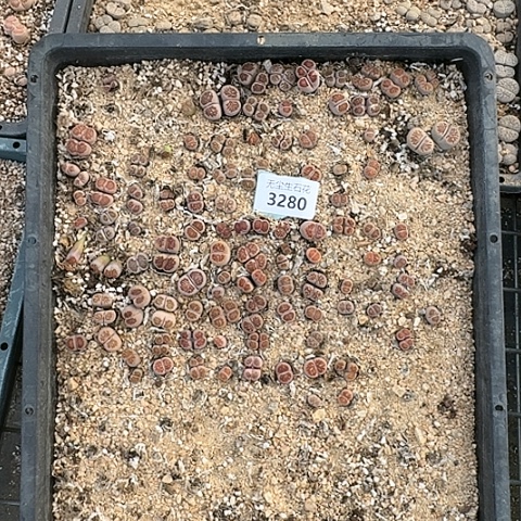 祯**若3280，菊红窗清框特价脱土发货