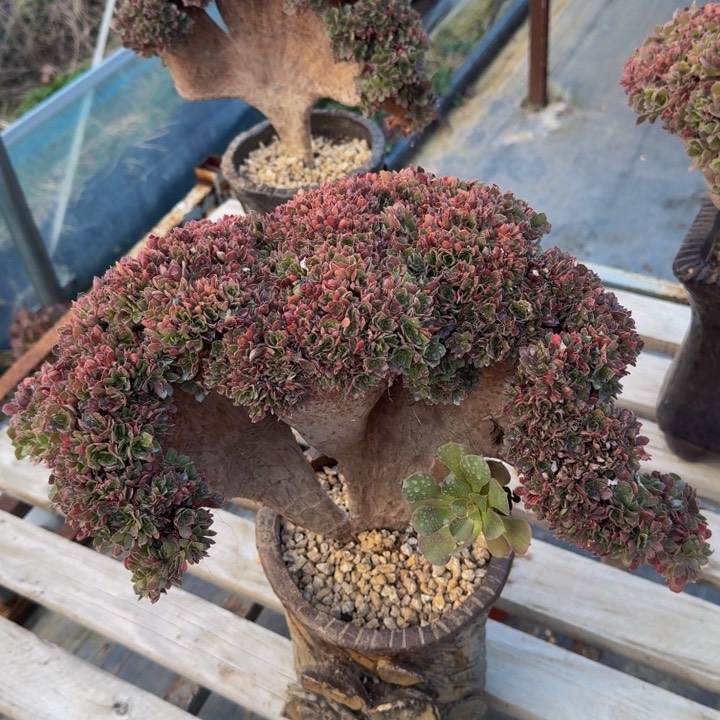特特特特特533特特