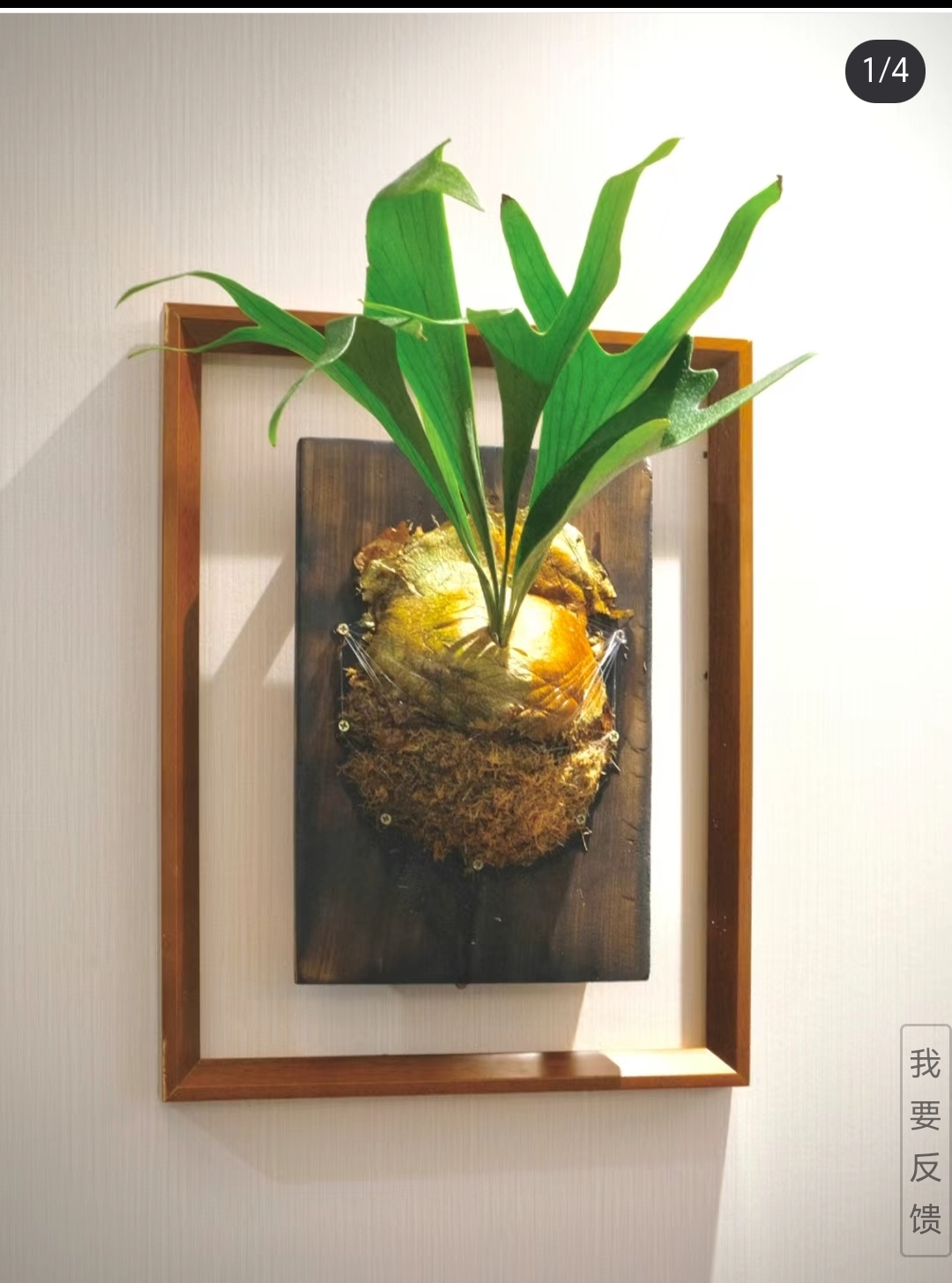 鹿角蕨 北欧简约 高级 耐阴好养 室内造景 挂板 垂吊 