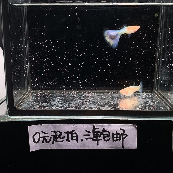 孔雀鱼极光一对孔雀鱼