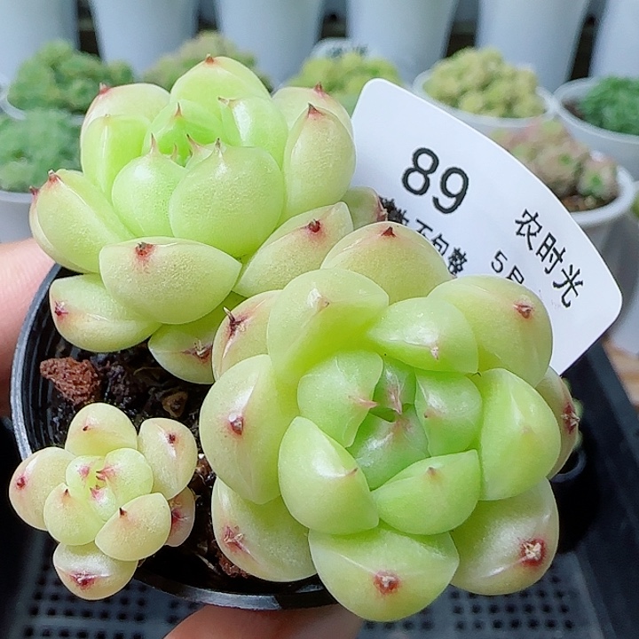 【闪购商品】0530-89包子麦杆