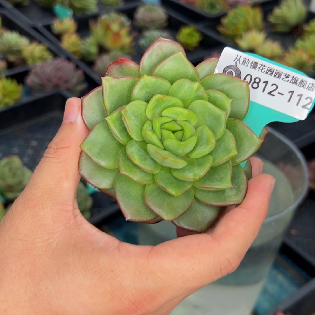 多肉一物一拍0812-112