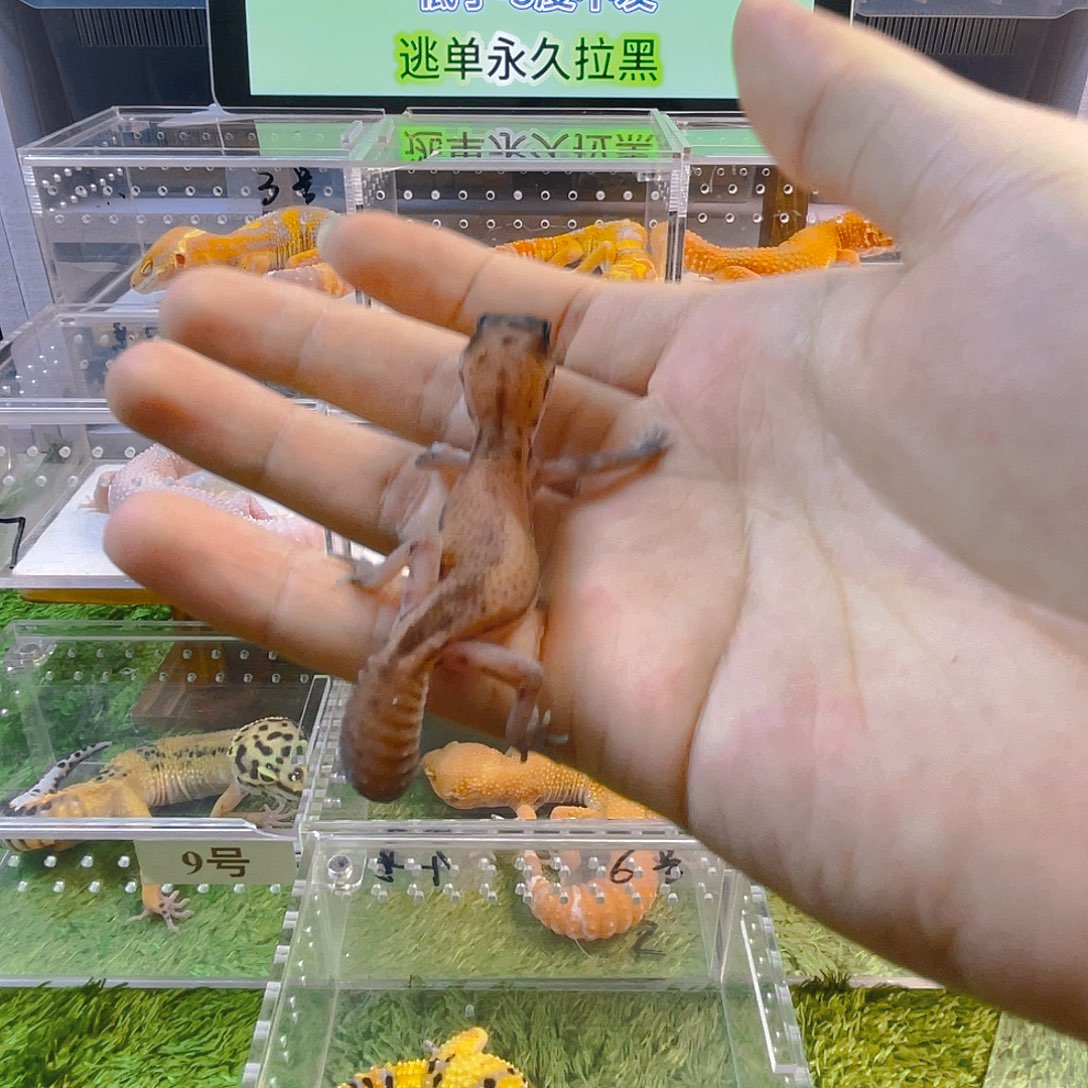 豹纹守宫守宫可爱好看迷人