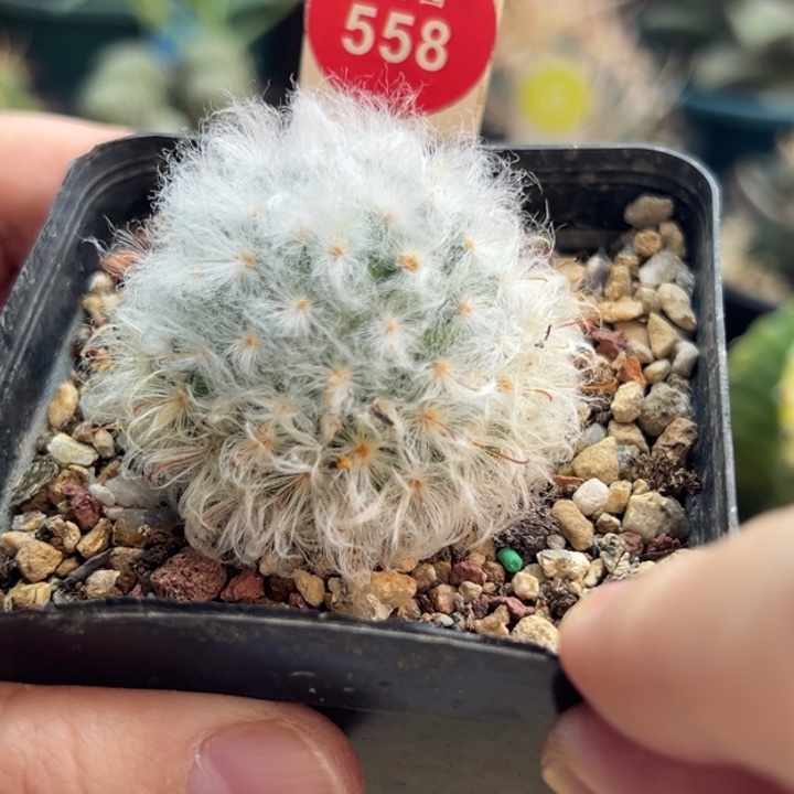 实生浓毛白云高砂一棵仙人球