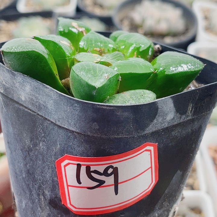 十二卷 实生寿福利