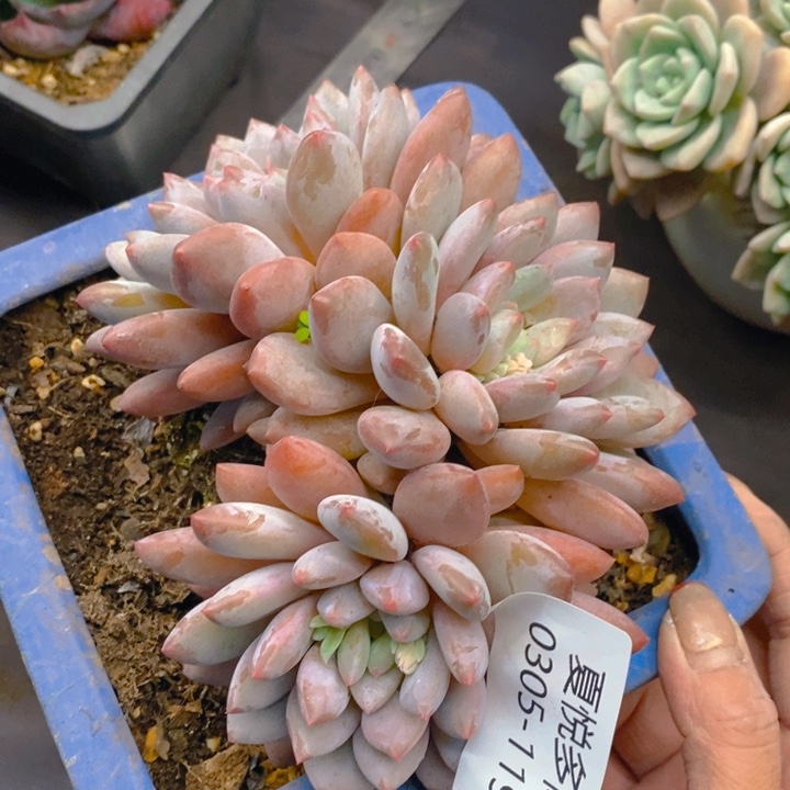 夏悦多肉 0305-119凯普顿