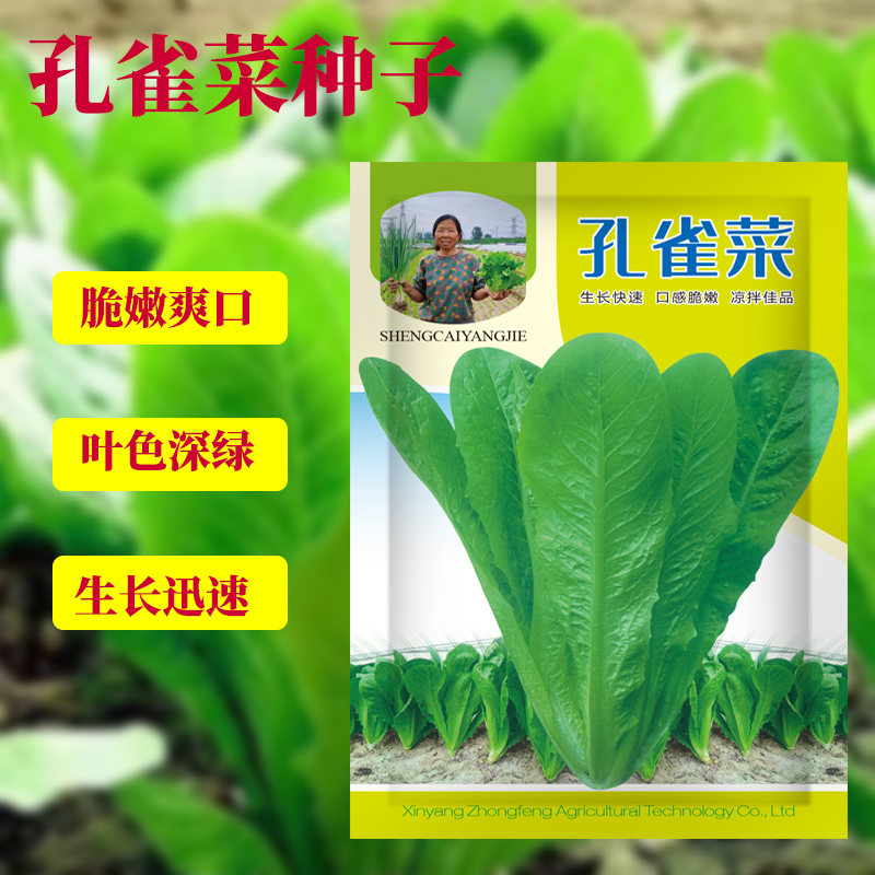 【生菜杨姐推荐】养生孔雀菜种子阳台盆栽罗马生菜种子