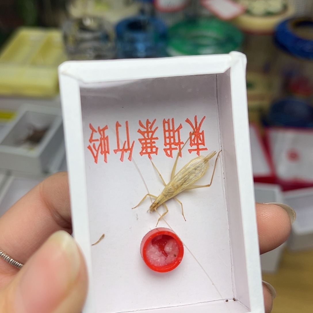 蚂蚁工坊柬埔寨一只。    