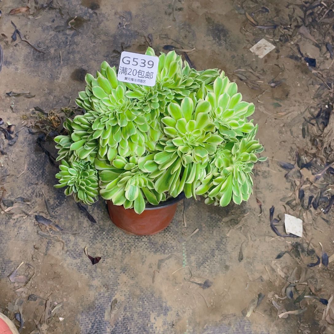 539迈巴赫缀化多肉小损不包