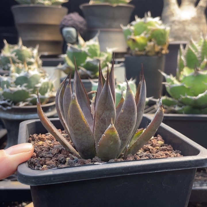 【闪购商品】上帝之手。    