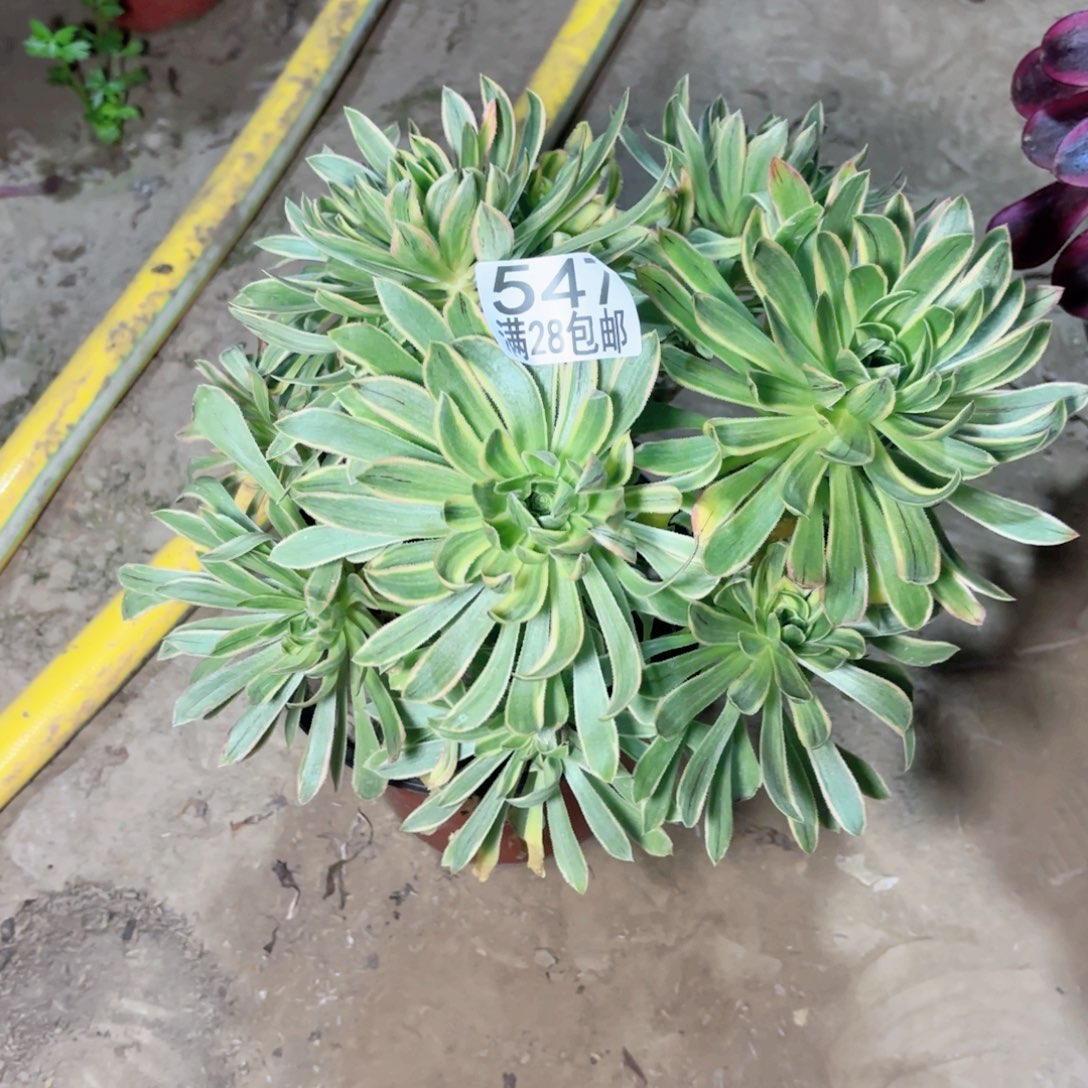 547虞姬多肉111111