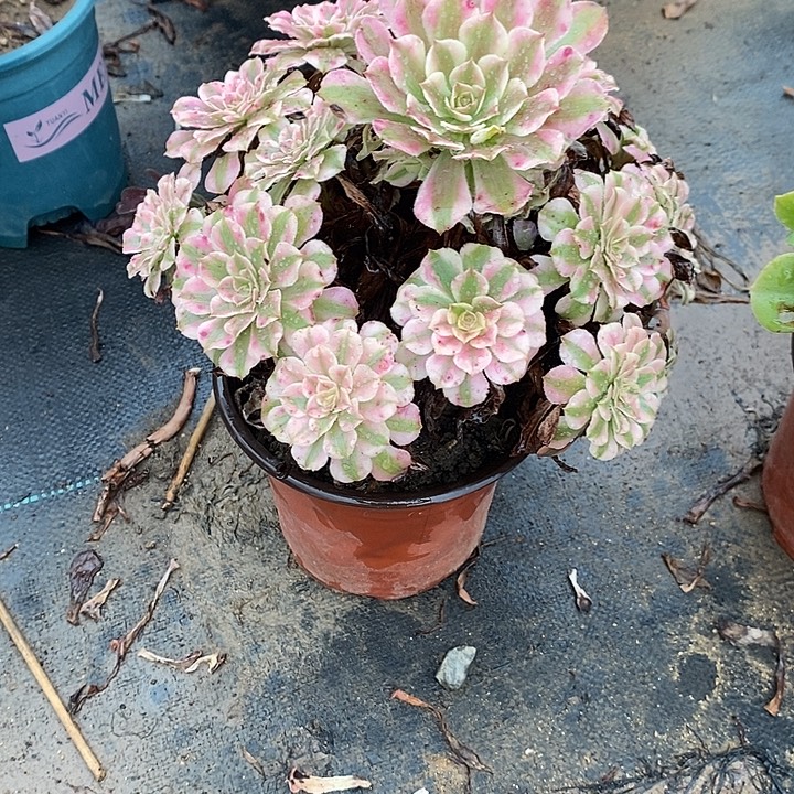 红桐超白8多肉植物法师法师法师
