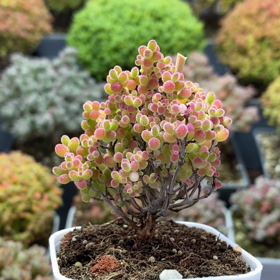 蜜橘糖球4040枝干番杏