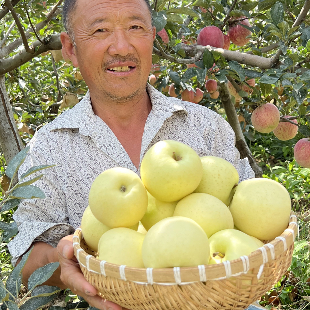 寺河山早熟金冠苹果2025年新果脆甜爽口现摘现发