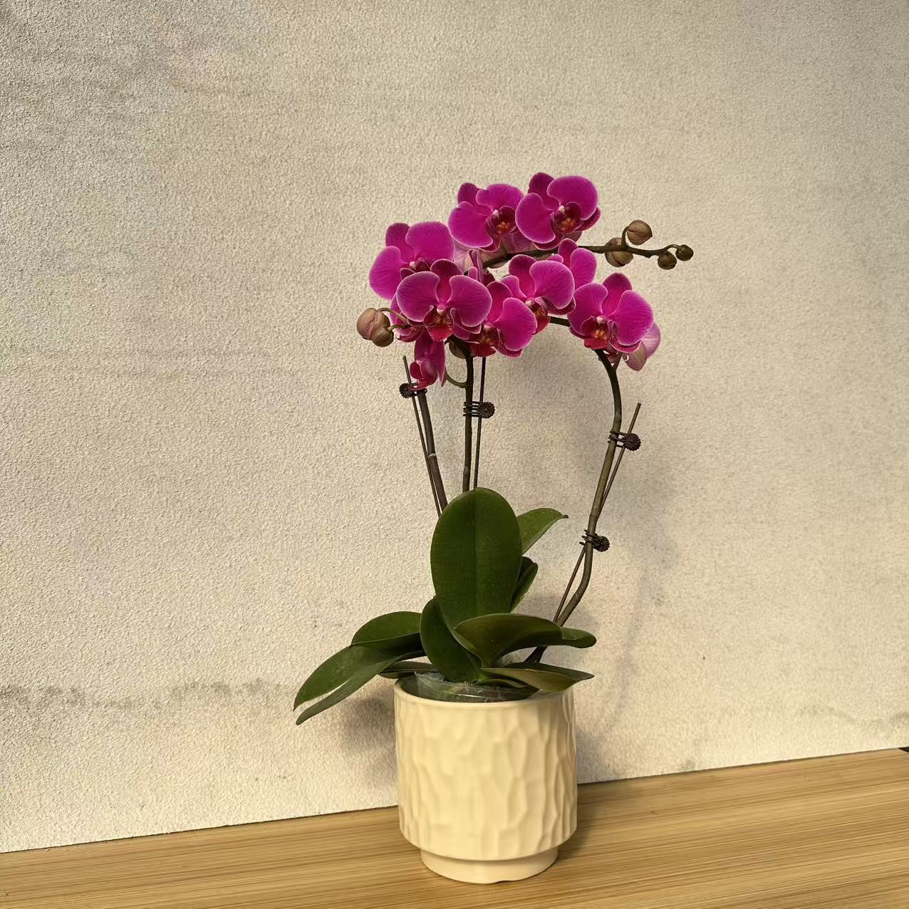 年宵花  蝴蝶兰室内组盆花卉（晶钻）带花带花苞适合室内摆放