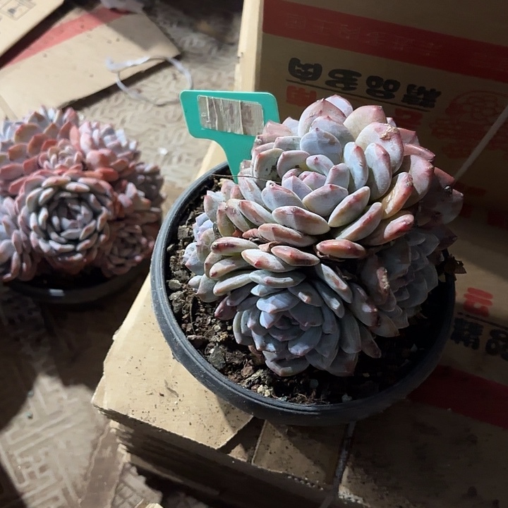 桔***柚星颖缀化多头群山114