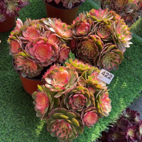 寒***️422海神2颗多肉，，